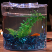 Photo of a goldfish swimming in a tank
