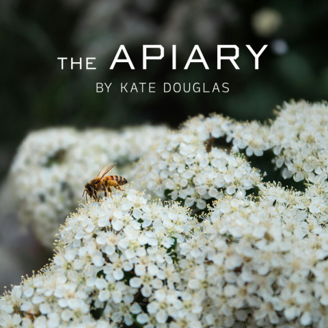 A photo of a bee sitting on small white flowers with the words The Apiary by Kate Douglas