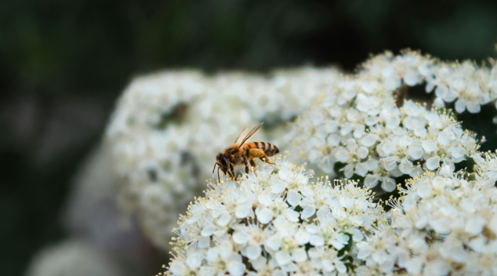 Photo of a bee sitting on a cluster of small white flowers
