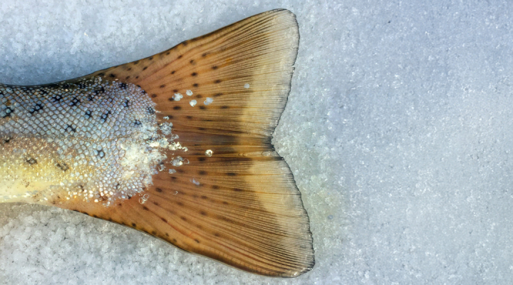 Photo of a fish tail on a bed of ice
